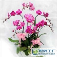 新疆庫(kù)爾勒綠石園花卉 專業(yè)鮮花速遞與植物盆景供應(yīng)